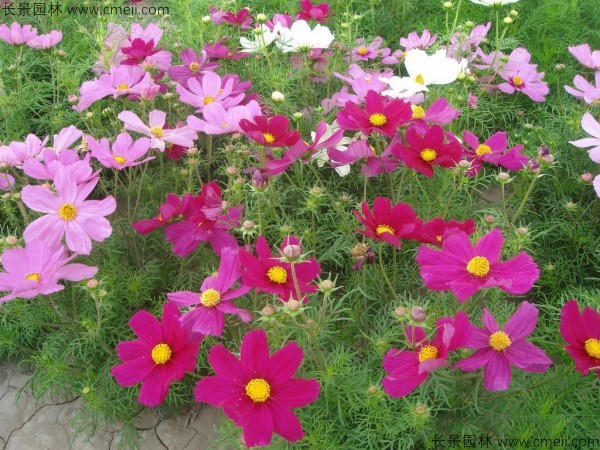 格?；?/></a><br/></td></tr><tr><td>
					名稱【<a href=