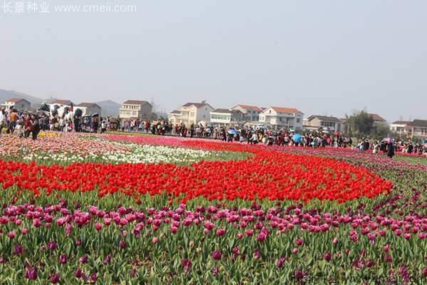 郁金香開(kāi)花圖片