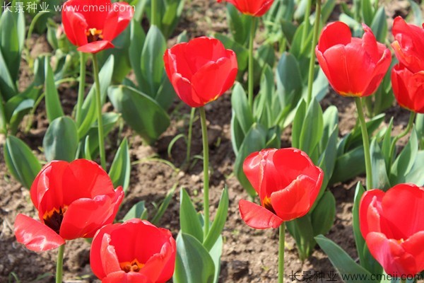 郁金香開(kāi)花圖片