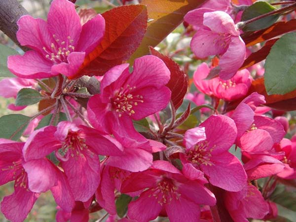 北美海棠 北美海棠