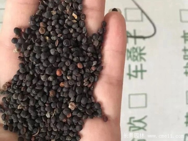 車桑子種子 車桑子種子