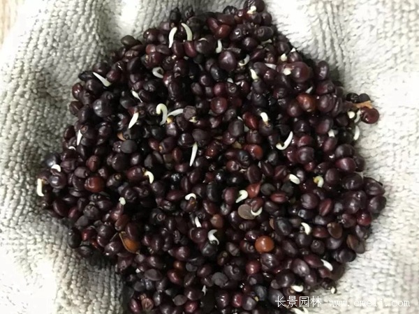 車桑子種子 車桑子種子