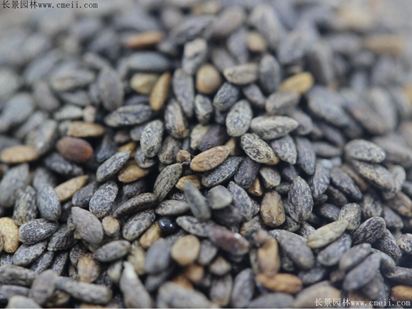 紅色鼠尾草種子 紅色鼠尾草種子