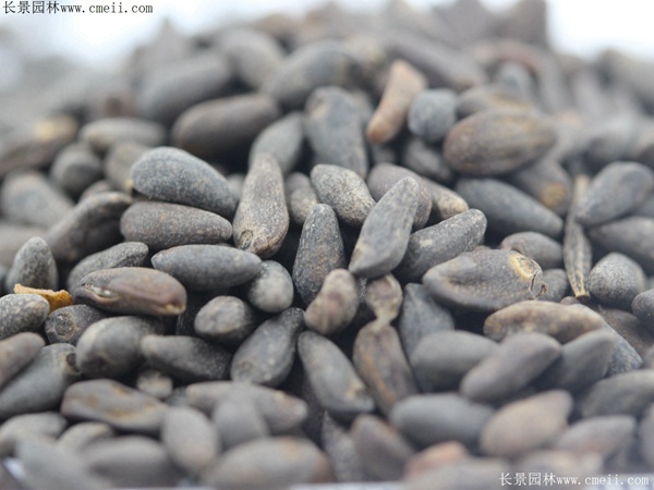 羽葉鶯蘿種子 羽葉鶯蘿種子