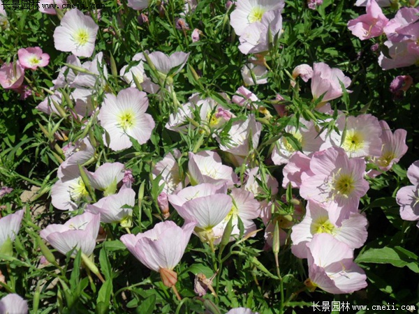 月見(jiàn)草 月見(jiàn)草