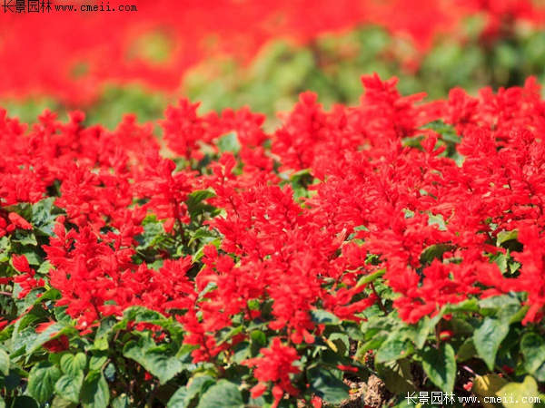 紅色鼠尾草 紅色鼠尾草