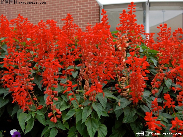 紅色鼠尾草 紅色鼠尾草