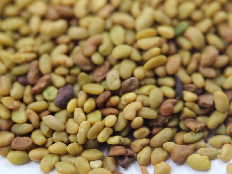 國(guó)產(chǎn)苜蓿種子 國(guó)產(chǎn)苜蓿種子