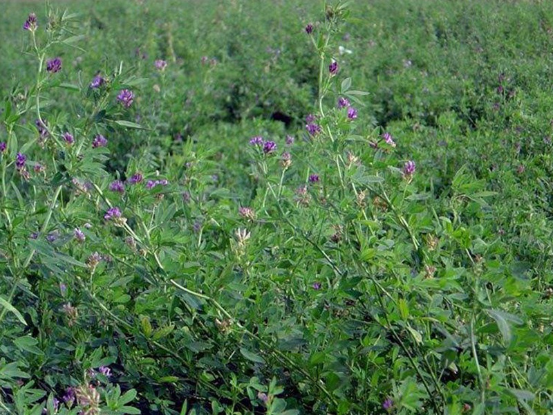 國(guó)產(chǎn)苜蓿 國(guó)產(chǎn)苜蓿