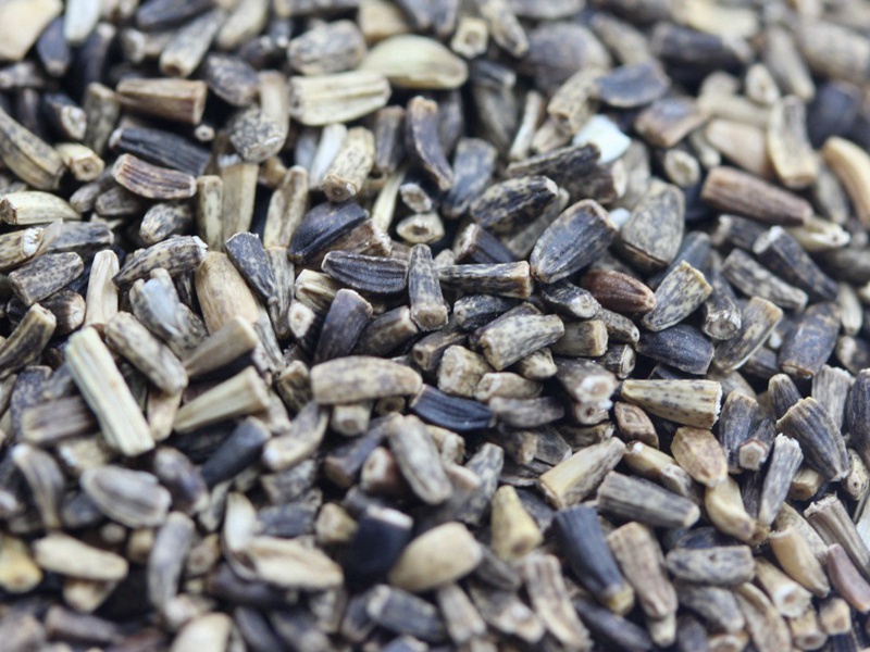 進(jìn)口菊苣種子 進(jìn)口菊苣種子