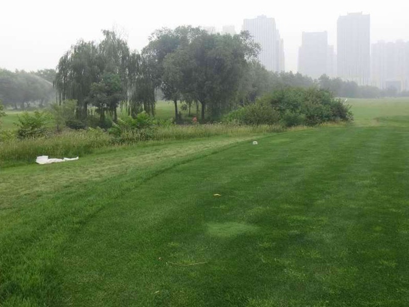 護(hù)坡高羊茅 護(hù)坡高羊茅