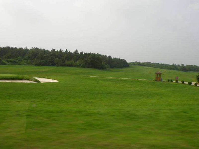 護(hù)坡高羊茅 護(hù)坡高羊茅