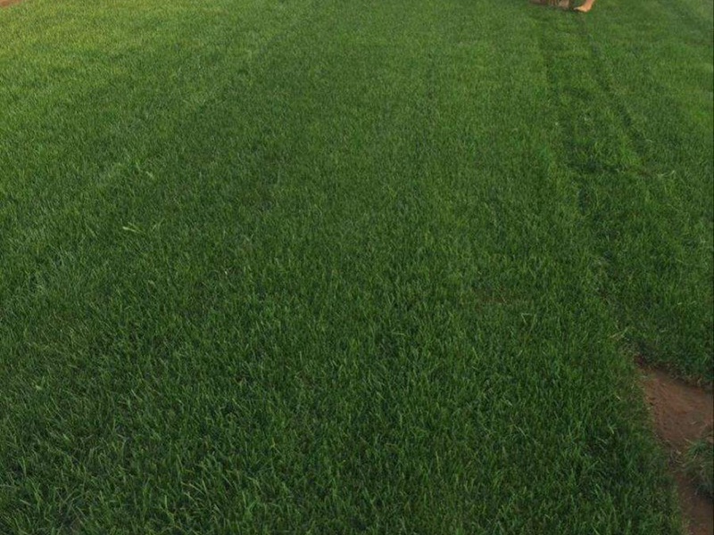 護(hù)坡高羊茅 護(hù)坡高羊茅