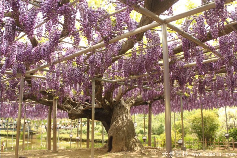 八重黑龍紫藤 八重黑龍紫藤