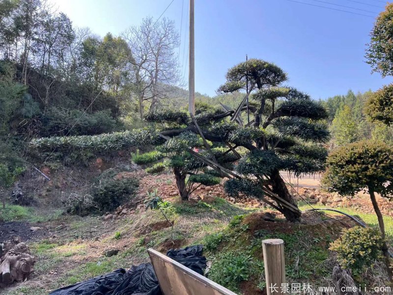 造型羅漢松 造型羅漢松