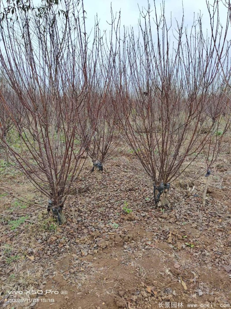 叢生榆葉梅 叢生榆葉梅