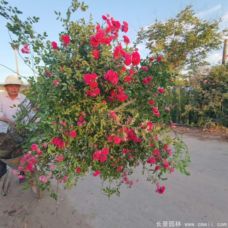 紅花木香苗 紅花木香苗