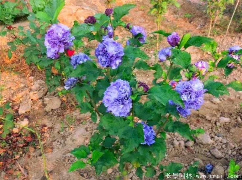 藍(lán)莓冰沙木槿 藍(lán)莓冰沙木槿