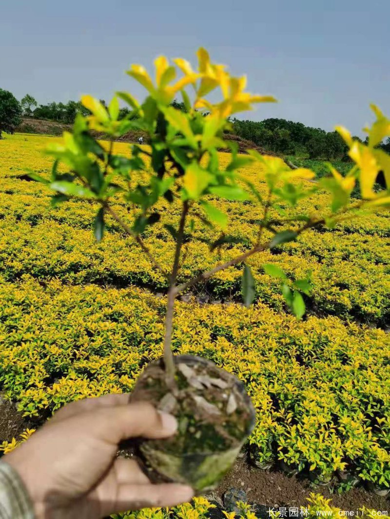 黃金枸骨 黃金枸骨