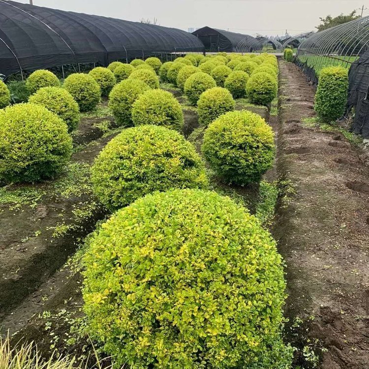 亮晶女貞球 亮晶女貞球