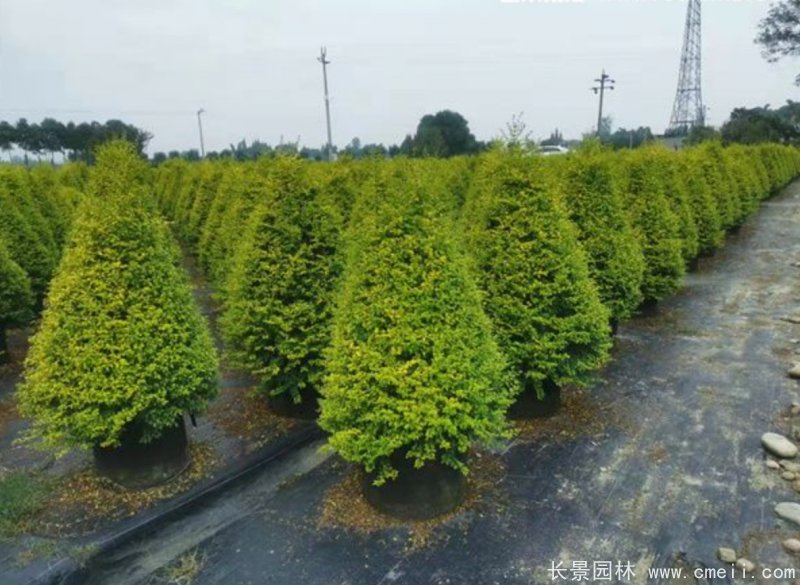 亮晶女貞球 亮晶女貞球