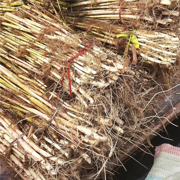 蘆葦苗 蘆葦苗