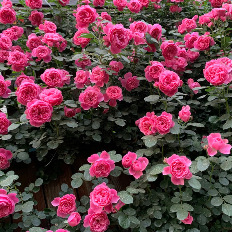 月季拱門(mén) 來(lái)自長(zhǎng)景園林 月季拱門(mén) 來(lái)自長(zhǎng)景園林