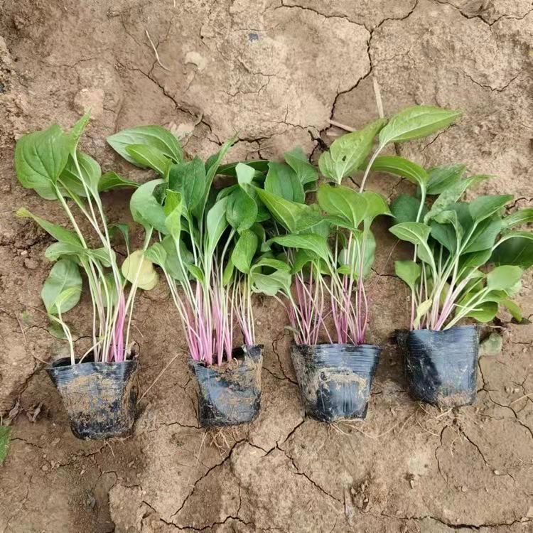 紫錐菊 來(lái)自長(zhǎng)景園林 紫錐菊 來(lái)自長(zhǎng)景園林