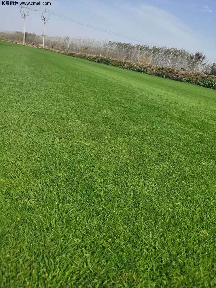 天鵝絨草坪 天鵝絨草坪