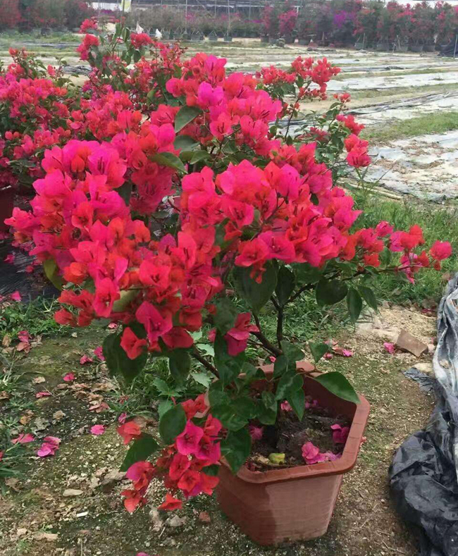 重紅三角梅.jpg 重紅三角梅.jpg