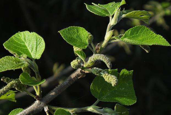 構(gòu)樹花 構(gòu)樹花