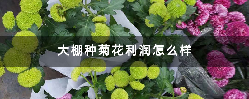 大棚種菊花利潤(rùn)怎么樣 大棚種菊花利潤(rùn)怎么樣