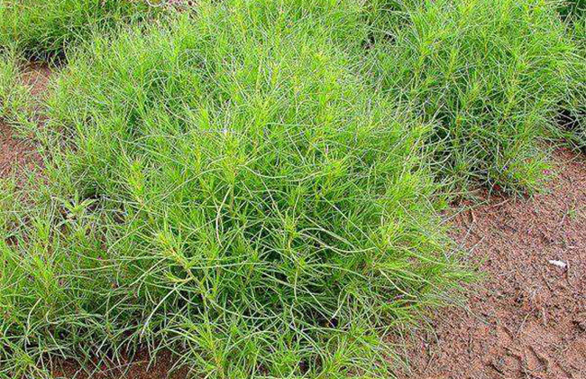 風(fēng)滾草 風(fēng)滾草