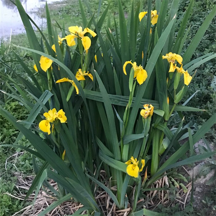 黃菖蒲 黃菖蒲
