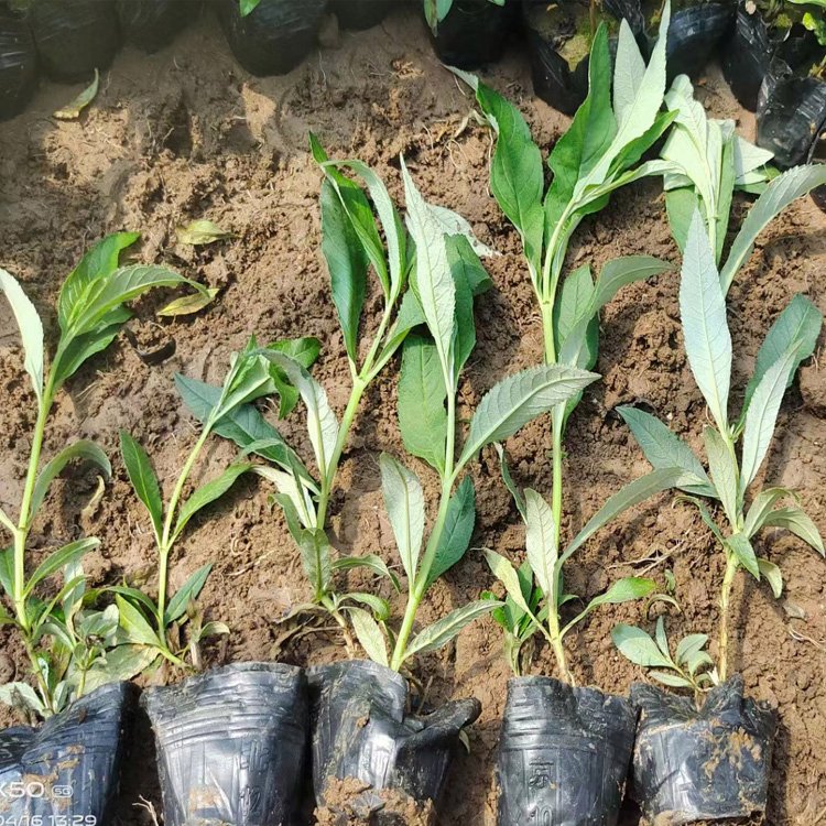 醉魚(yú)草 醉魚(yú)草