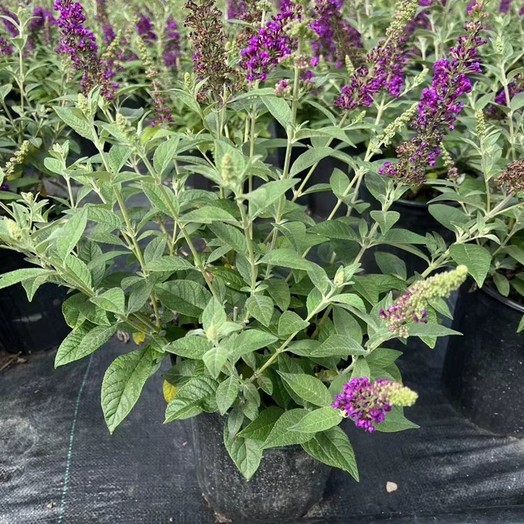 醉魚(yú)草 醉魚(yú)草