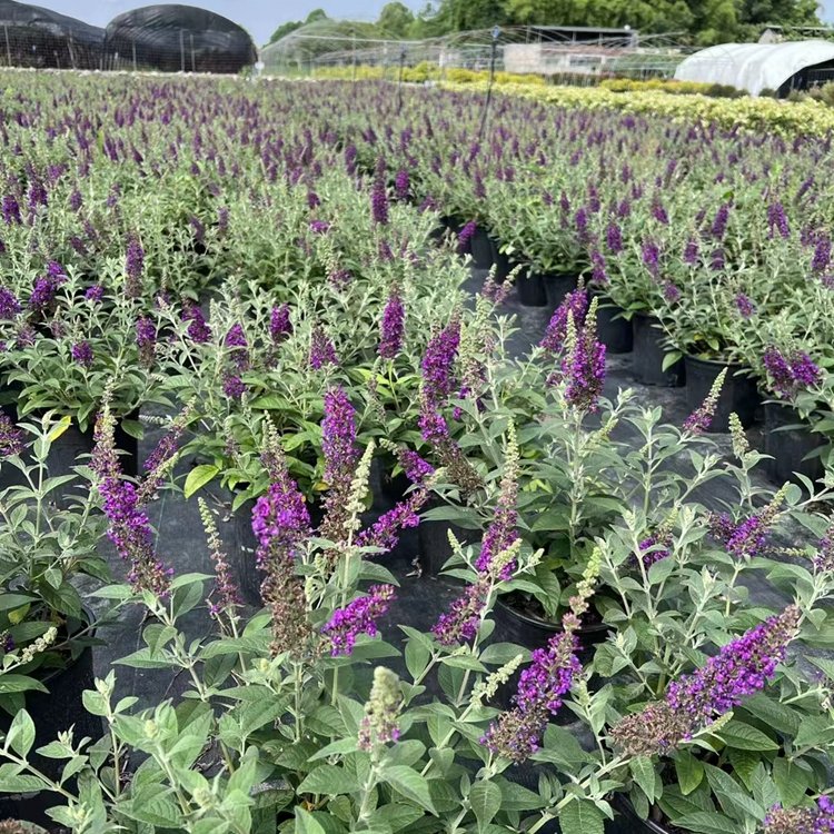 醉魚(yú)草 醉魚(yú)草