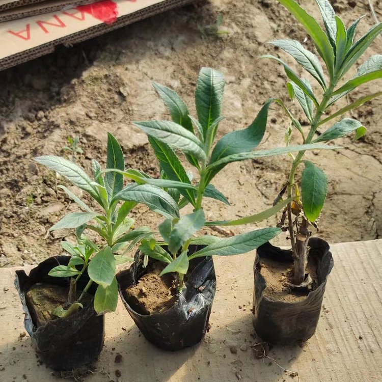 醉魚(yú)草 醉魚(yú)草