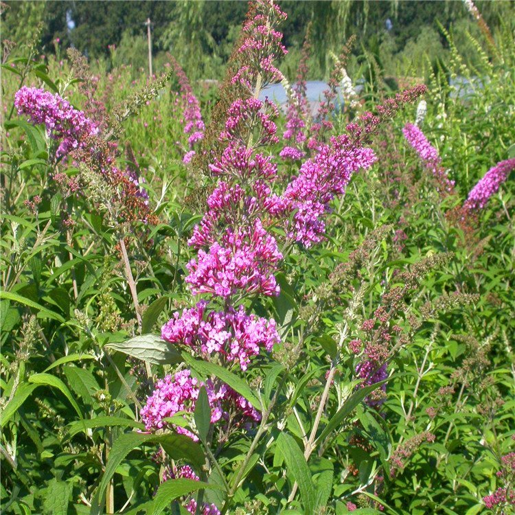 醉魚(yú)草 醉魚(yú)草