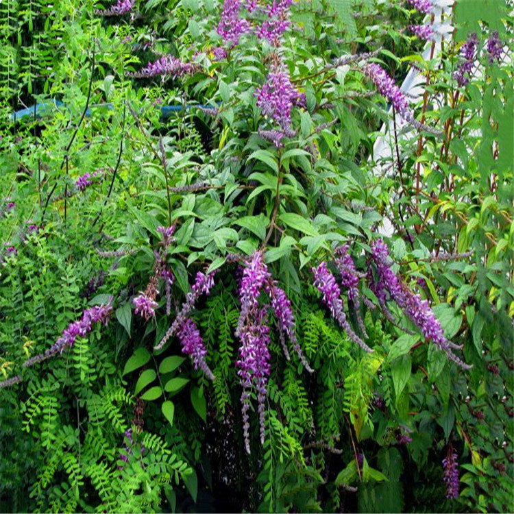 醉魚(yú)草 醉魚(yú)草