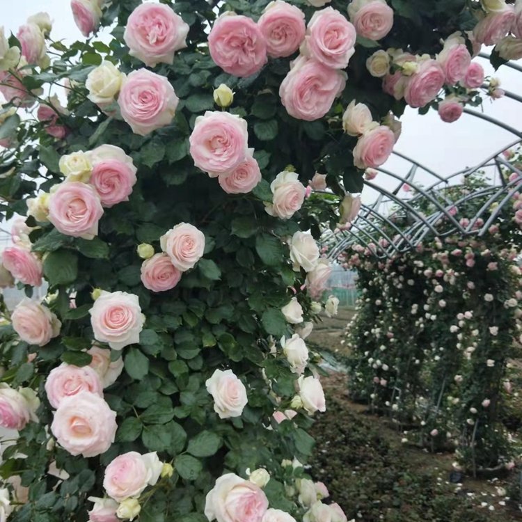 月季拱門(mén) 來(lái)自長(zhǎng)景園林 月季拱門(mén) 來(lái)自長(zhǎng)景園林