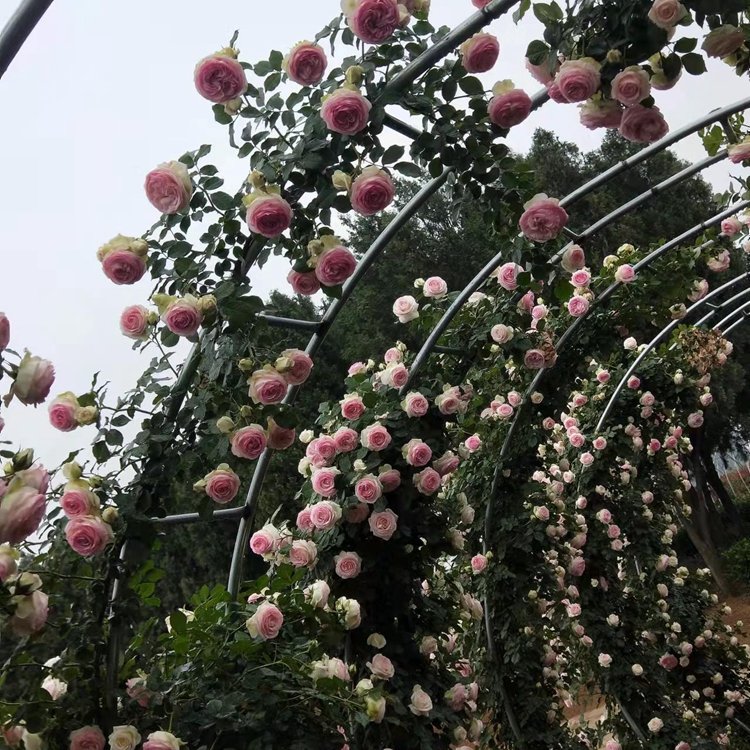 月季拱門(mén) 來(lái)自長(zhǎng)景園林 月季拱門(mén) 來(lái)自長(zhǎng)景園林