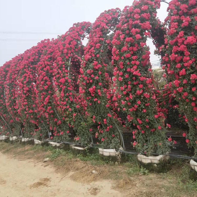 月季拱門(mén) 來(lái)自長(zhǎng)景園林 月季拱門(mén) 來(lái)自長(zhǎng)景園林