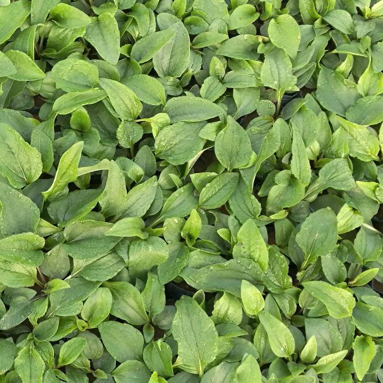 紫錐菊 來(lái)自長(zhǎng)景園林 紫錐菊 來(lái)自長(zhǎng)景園林