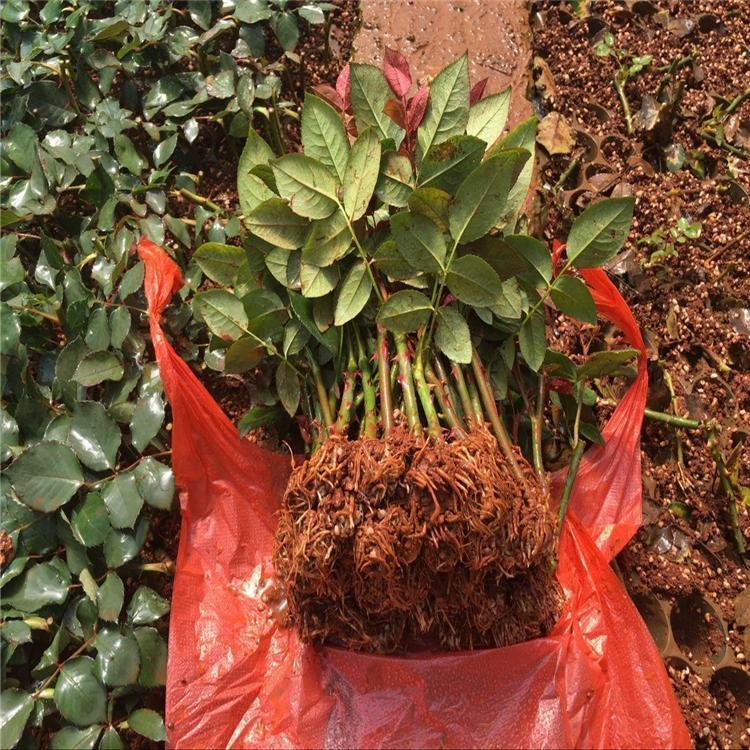 玫瑰樹小苗 玫瑰樹小苗