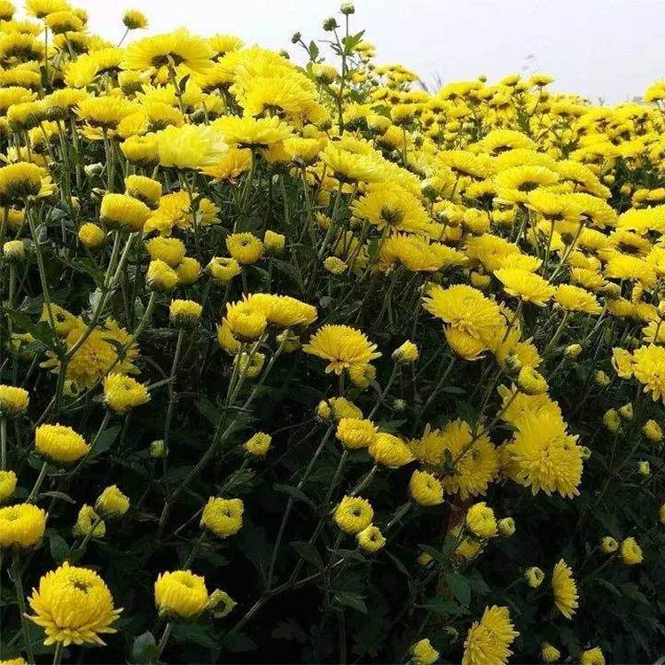 金絲皇菊 金絲皇菊