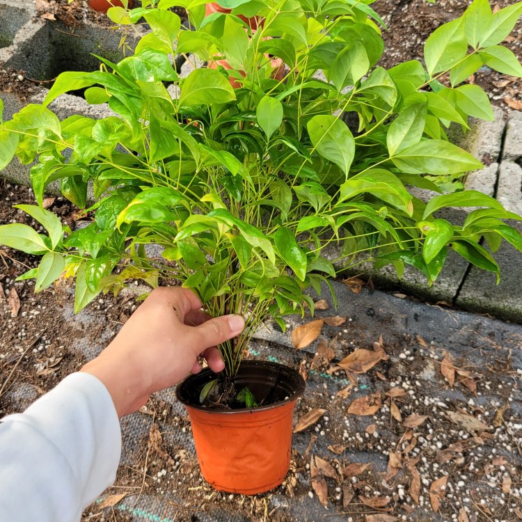 火焰南天竹 火焰南天竹